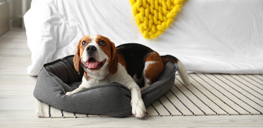 Beagle Foto: Profimedia