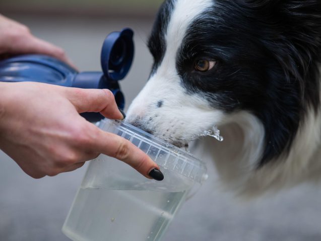 Borderski ovčar. Foto: Profimedia