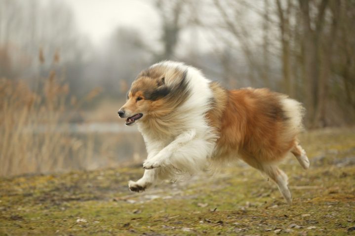 Škotski ovčar. Foto: Profimedia
