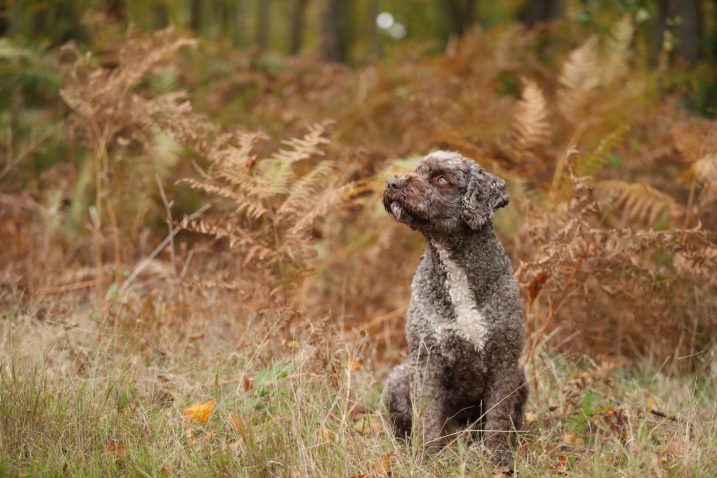 Lagotto Romagnolo, Foto: Profimedia