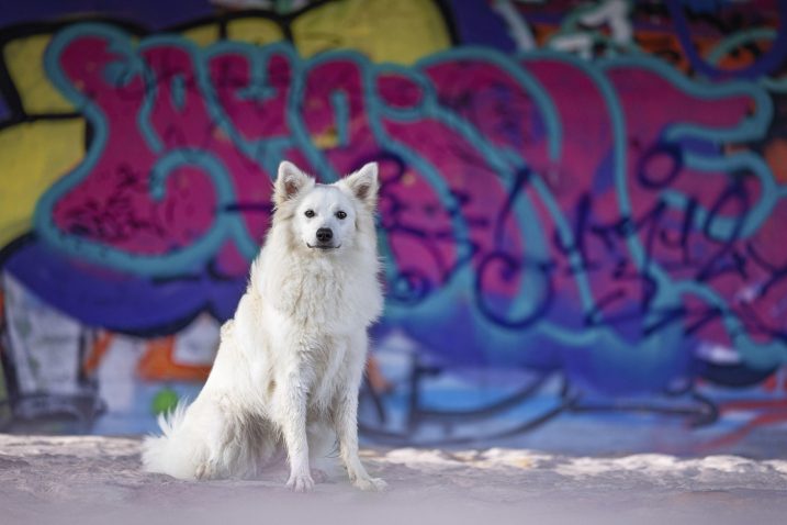 Srednje pasme psov, ki se odlično vključijo v družinsko življenje. Foto: Profimedia