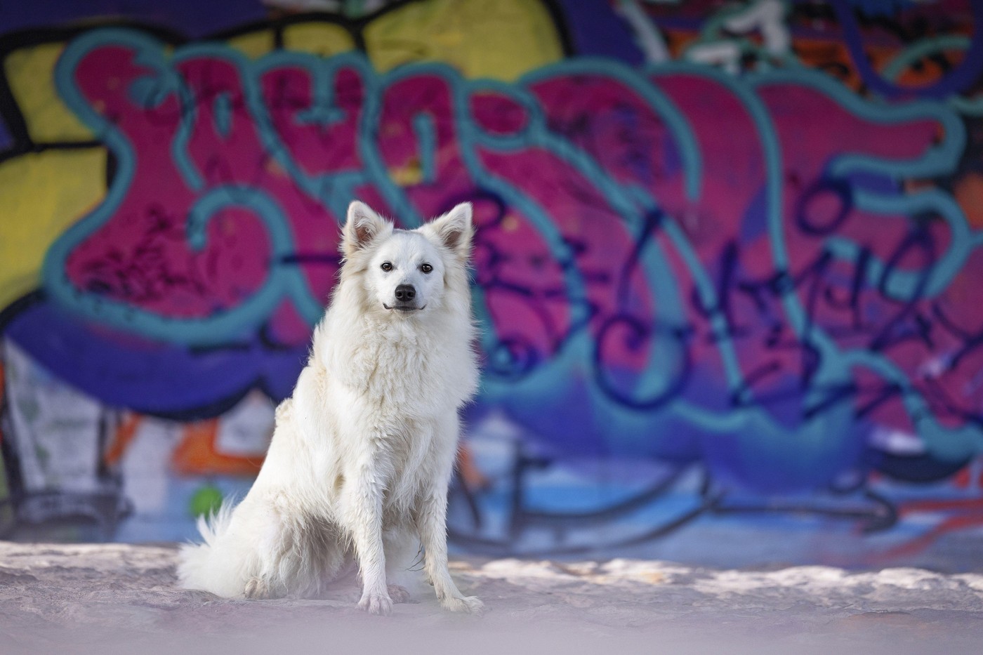 Srednje pasme psov, ki se odlično vključijo v družinsko življenje. Foto: Profimedia