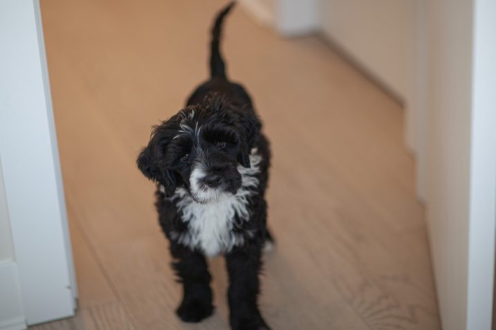 Portugalski vodni pes. Foto: Profimedia