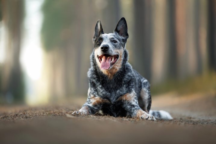 Avstralski govedar. Foto: Profimedia