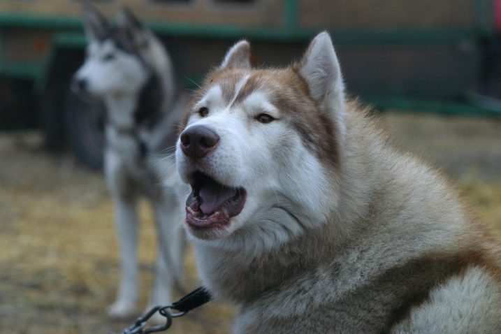 Sibirski haski. Foto: Profimedia