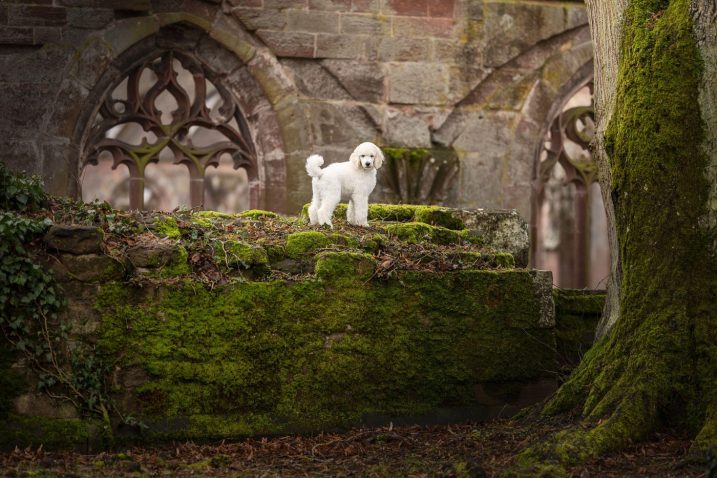 Pudelj. Foto: Profimedia