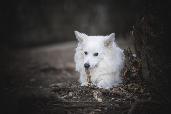Veliki nemški špic. Foto: Profimedia