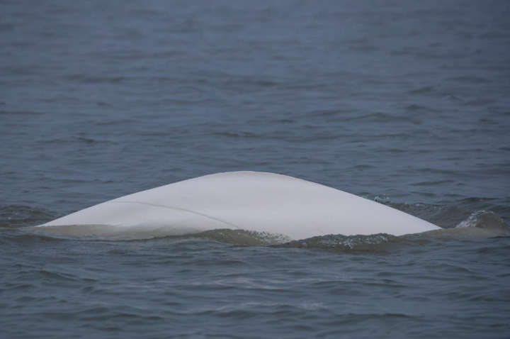 beluga