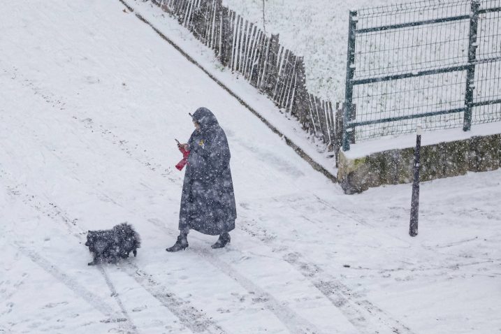 Pes na sprehodu po snegu. Foto: Profimedia