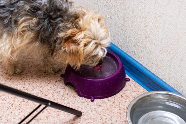 Posodo lahko perete tudi v stroju. Foto: Profimedia