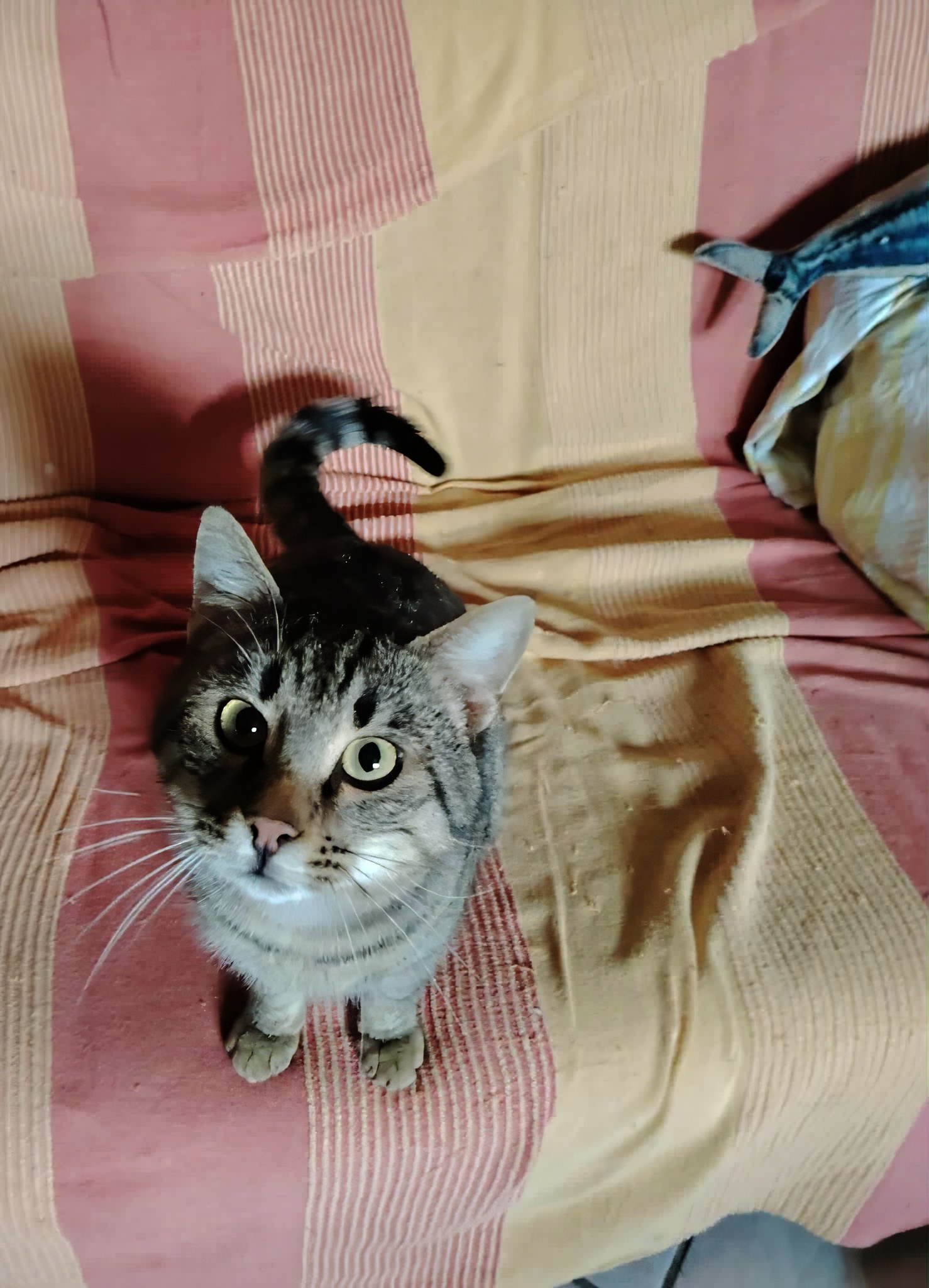 Princ bo zelo vesel, če mu bo nekdo ponudil dom in ga crkljal.