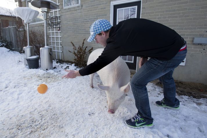 Igra s pujsom na snegu. Foto: Profimedia