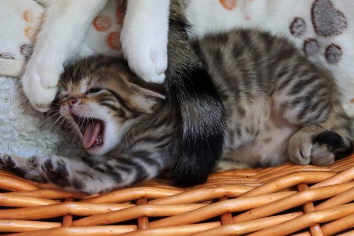 Mucka. Foto: Profimedia