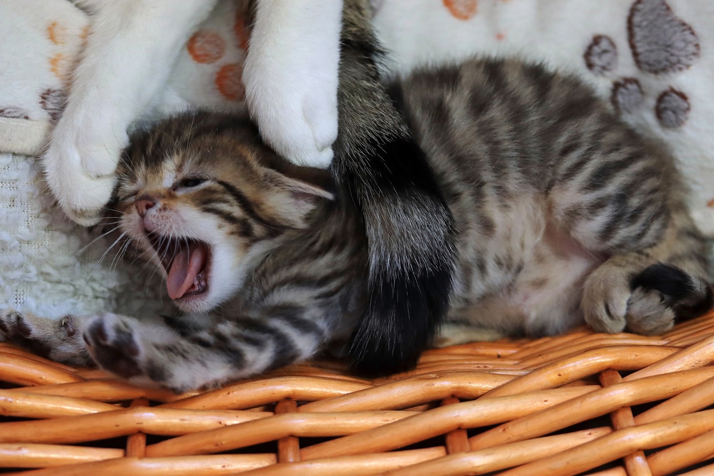 Mucka. Foto: Profimedia