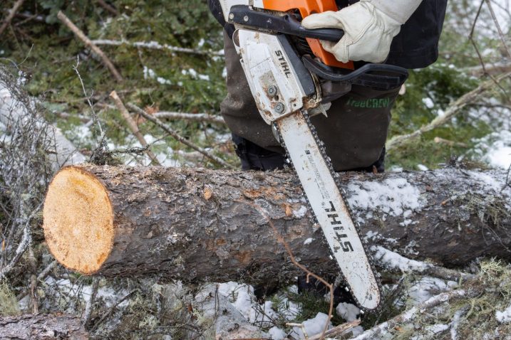 Žaganje dreves. Foto: Profimedia