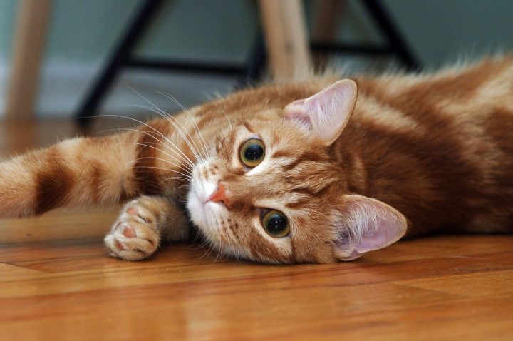 Kdaj moramo postati skrbniki pozorni? Foto: Profimedia