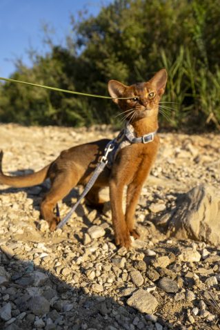 Ambesinka. Foto: Profimedia