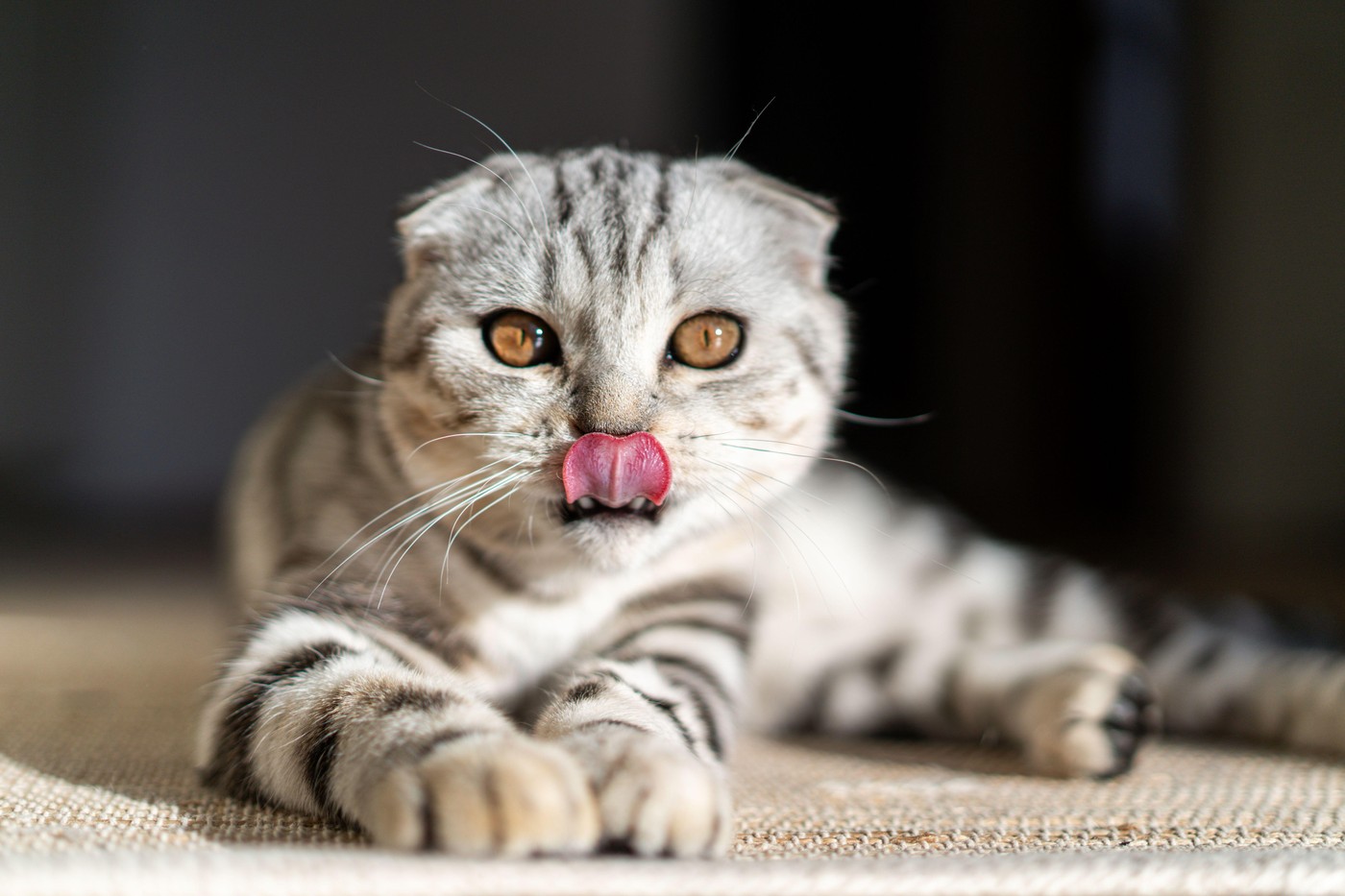 Škotska klapouhka. Foto: Profimedia