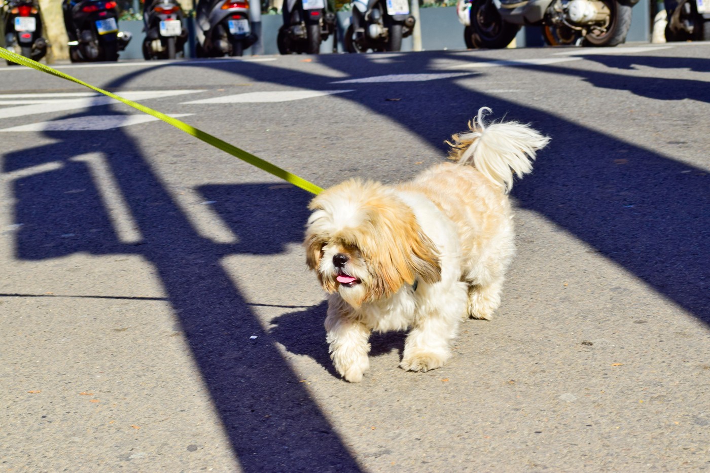 'S psom na sprehodu, z vrečko in plastenko z vodo ... Foto: Profimedia