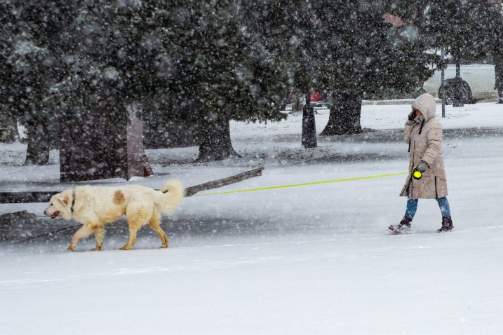 Pes pozimi. Foto: Profimedia