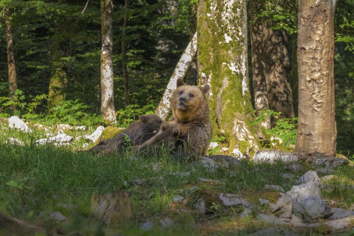 Medvedka z mladiči.
