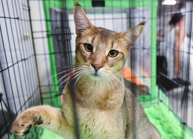 Chausie: Foto: Profimedia