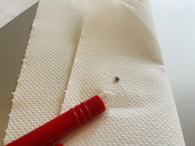 Klop. Foto: Profimedia