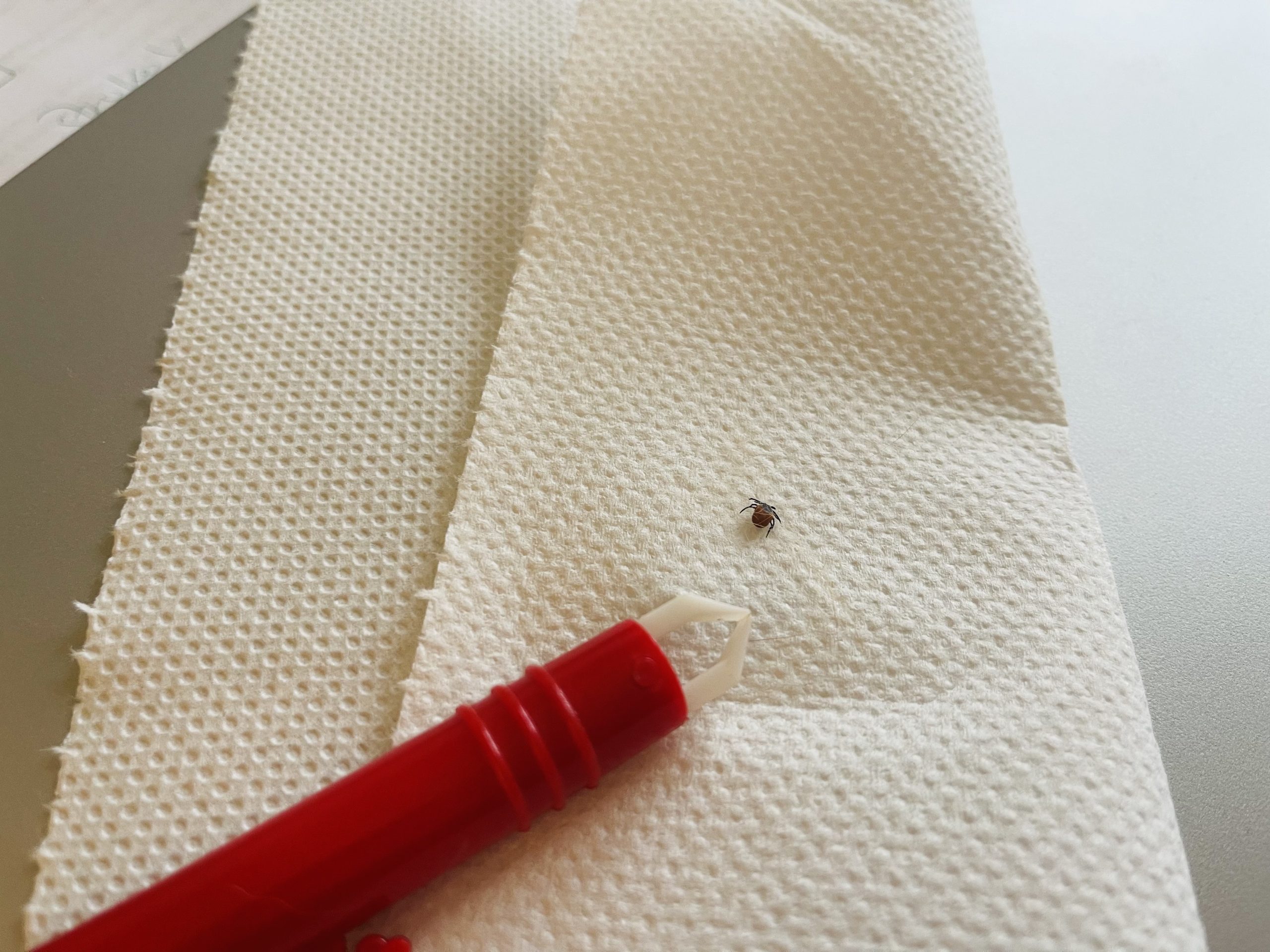 Klop. Foto: Profimedia