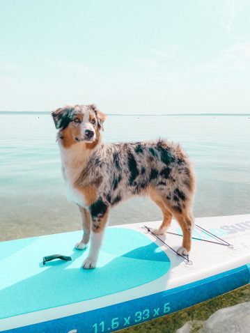 Psička Mur. Vir: Osebni arhiv.