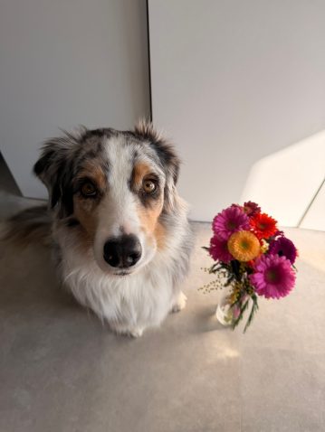 Psička Mur. Vir: Osebni arhiv.