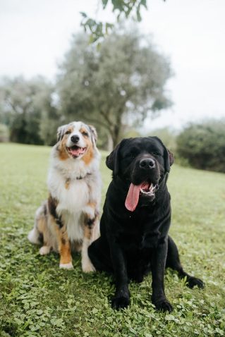 Psička Mur. Vir: Osebni arhiv.