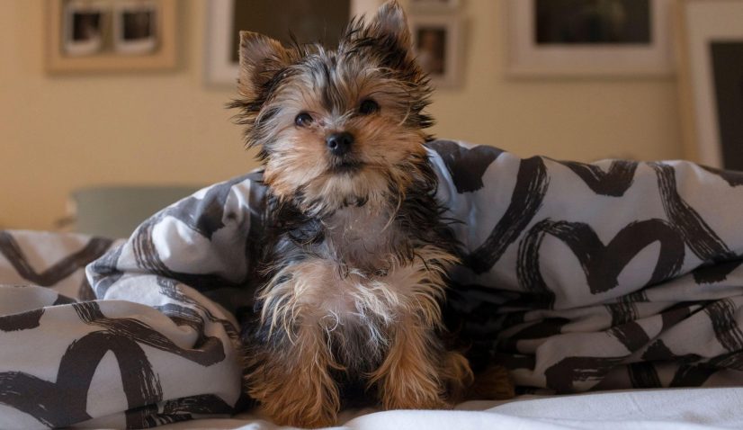 Tudi pes lahko doživlja stres. Foto: Profimedia