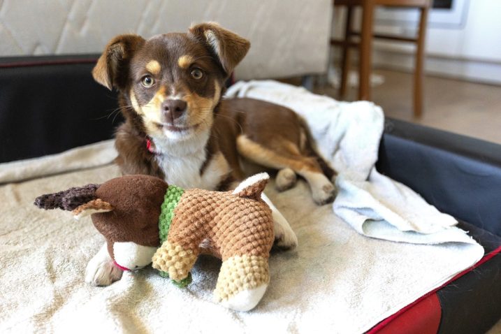 Pes, ki je sam doma, se bo morda rad igral s svojo igračko. Foto: Profimedia