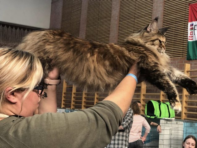 Main coon mačka Follow v lasti Alison Spačal. Vir: Osebni arhiv Alison Spačal.