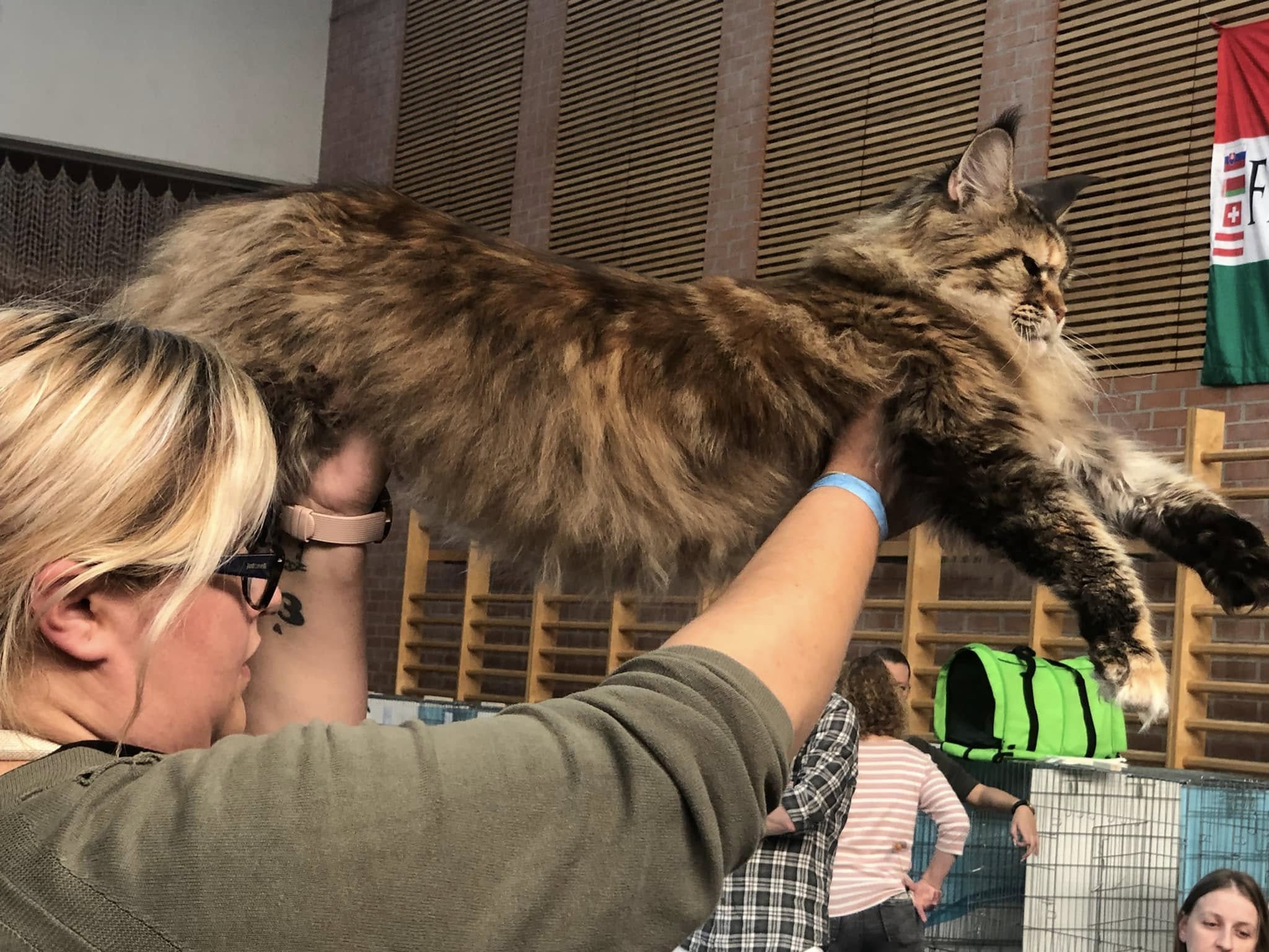 Main coon mačka Follow v lasti Alison Spačal. Vir: Osebni arhiv Alison Spačal.