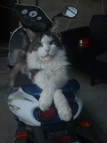 Magic, prvi main coon maček Alison Spačal. Vir: Osebni arhiv.