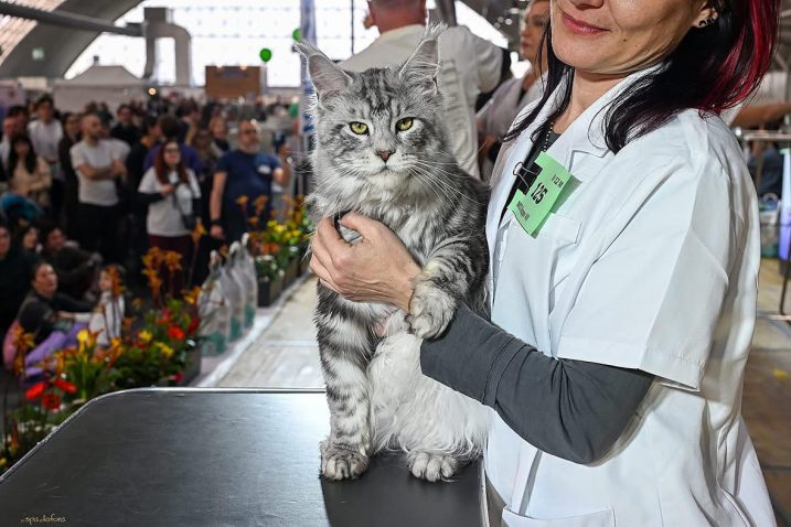 Maček main coon z imenom Calypso. Vir: Osebni arhiv.