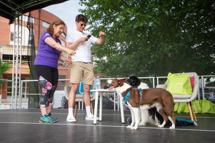 Alenka Gorjan z Matejem Zemljičem in njenimi borderskimi ovčarji na Festivalu za ljubitelje živali 2025. Foto: Anže Petkovšek