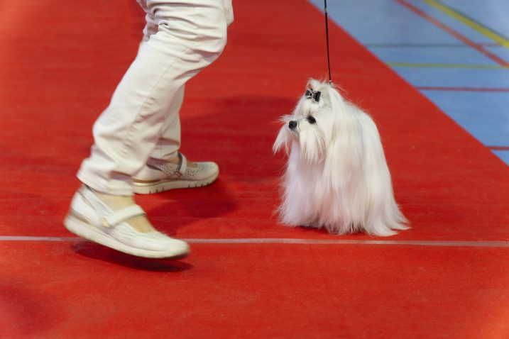 Maltežan. Foto: Profimedia