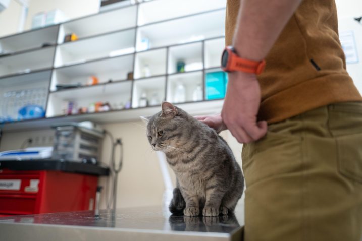 Mucka pri veterinarju. Foto: Profimedia