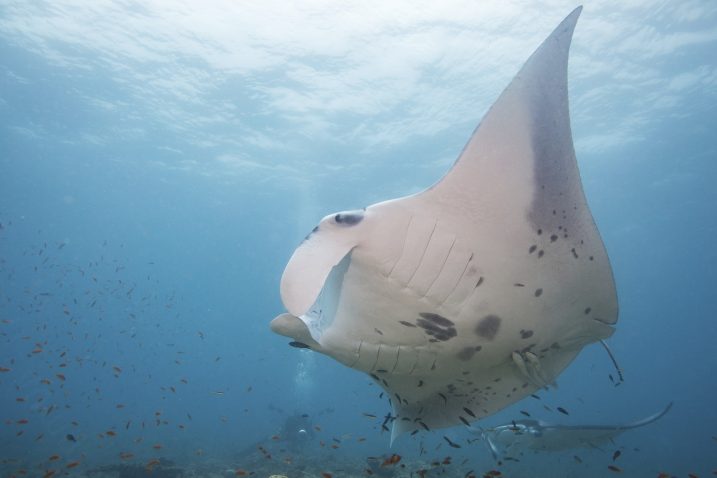Manta, fotografija je simbolična. Foto: Profimedia