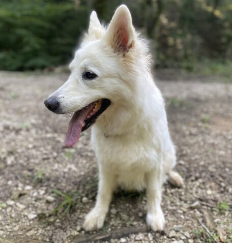 Večji pes s tridesetimi kilogrami bo praviloma bolj obremenil denarnico kot manjše pasme, ki tehtajo do pet kilogramov. Foto: A. Š. 